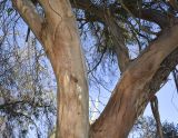 genus Eucalyptus