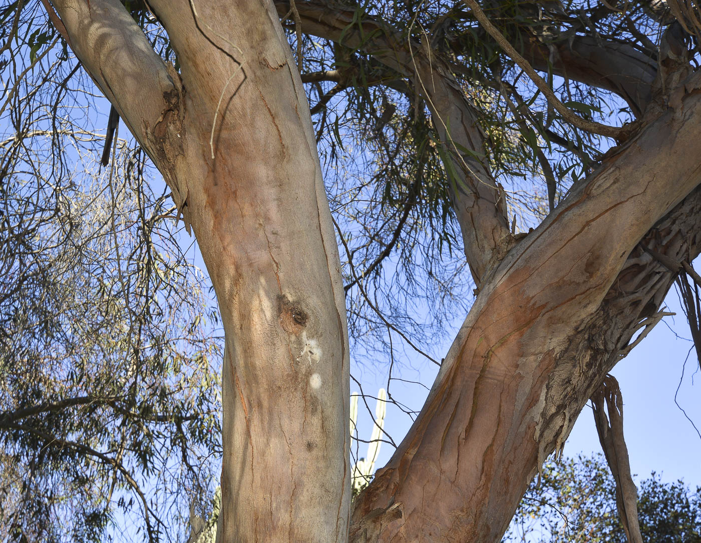 Image of genus Eucalyptus specimen.