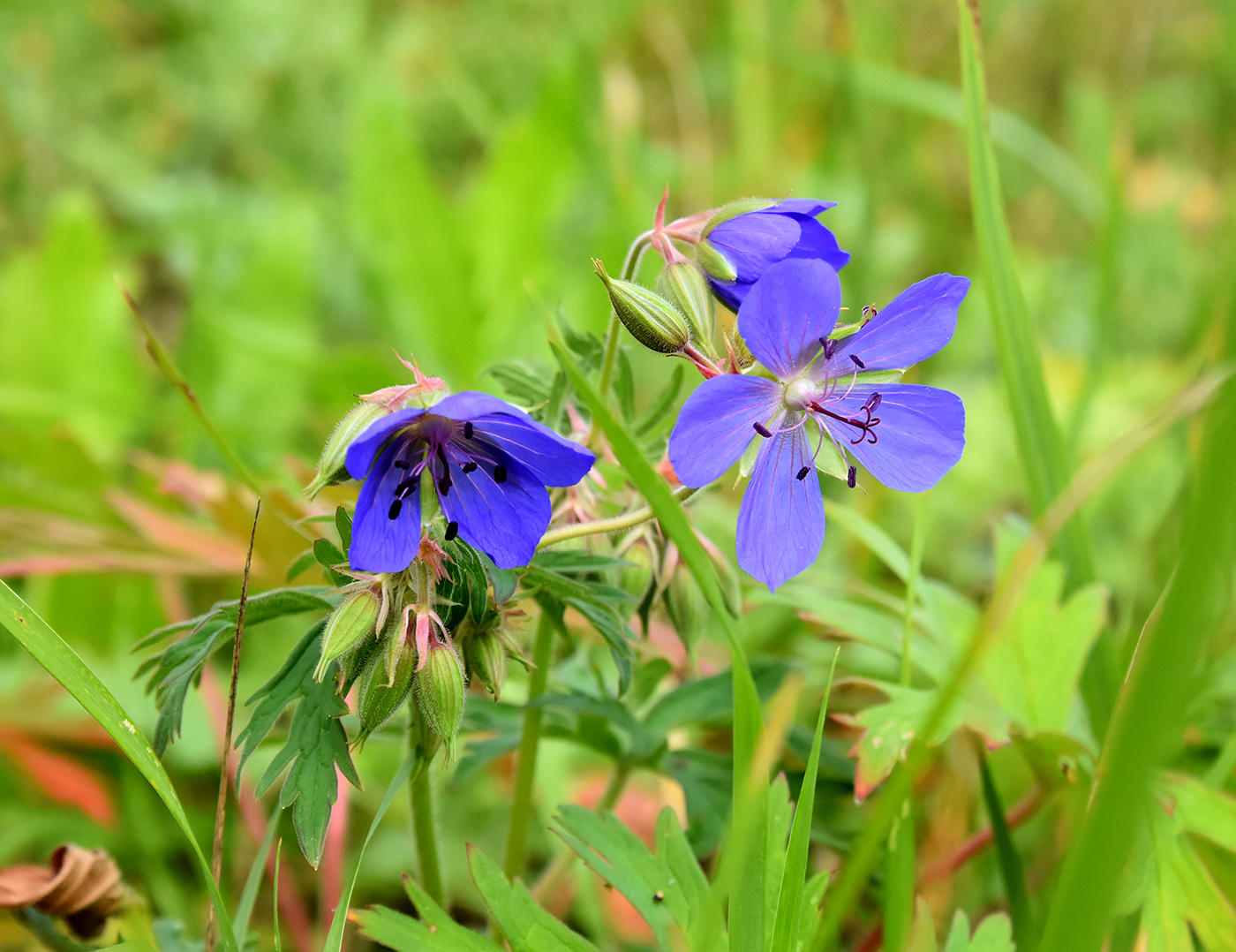 Изображение особи Geranium pratense.