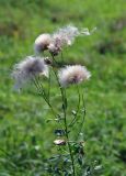 Cirsium arvense