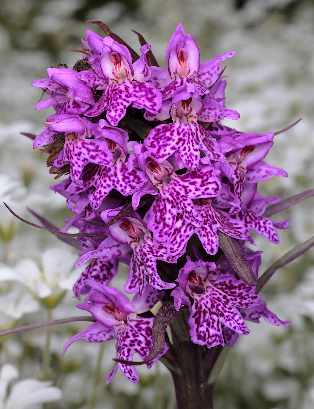 Изображение особи род Dactylorhiza.