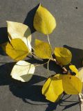 Populus × sibirica. Побег с листвой в осенней окраске. Мурманск, сквер перед Морским вокзалом. 22.09.2021.