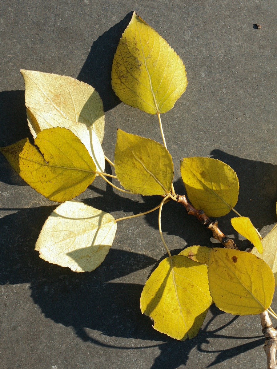 Изображение особи Populus &times; sibirica.