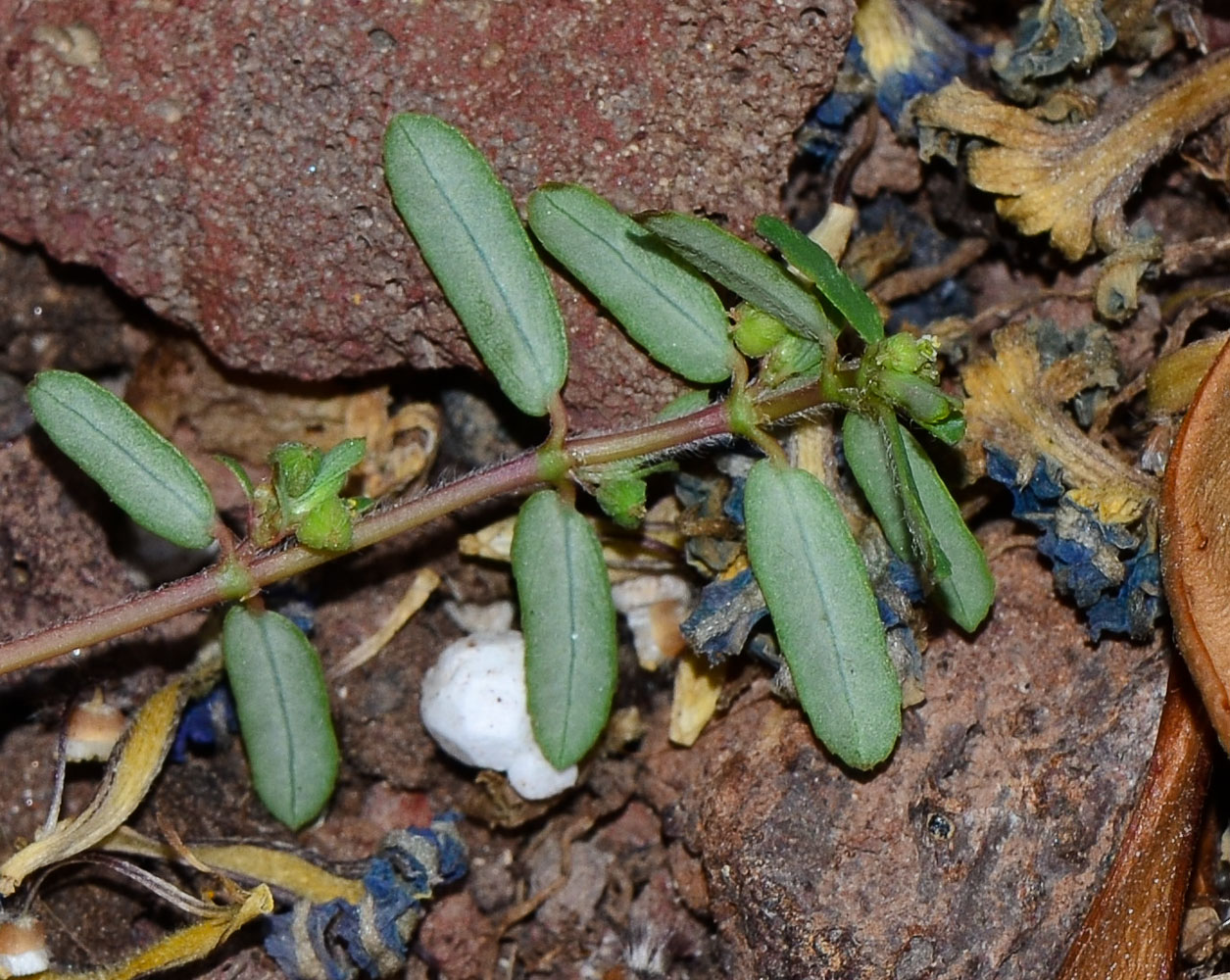 Image of Euphorbia forskaolii specimen.