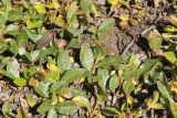 Salix rectijulis