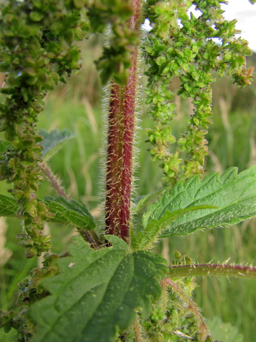 Изображение особи Urtica dioica.