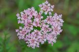 Pimpinella rhodantha. Соцветие-зонтик. Республика Северная Осетия-Алания, Ирафский р-н, Большой Кавказ, левый склон долины р. Караугомдон, ≈ 2020 м н.у.м., сосновый лес. 08.07.2021.