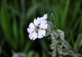 Melandrium album. Цветок. Крым, Караларский природный парк, бухта Шелковица, степь. 07.05.2021.