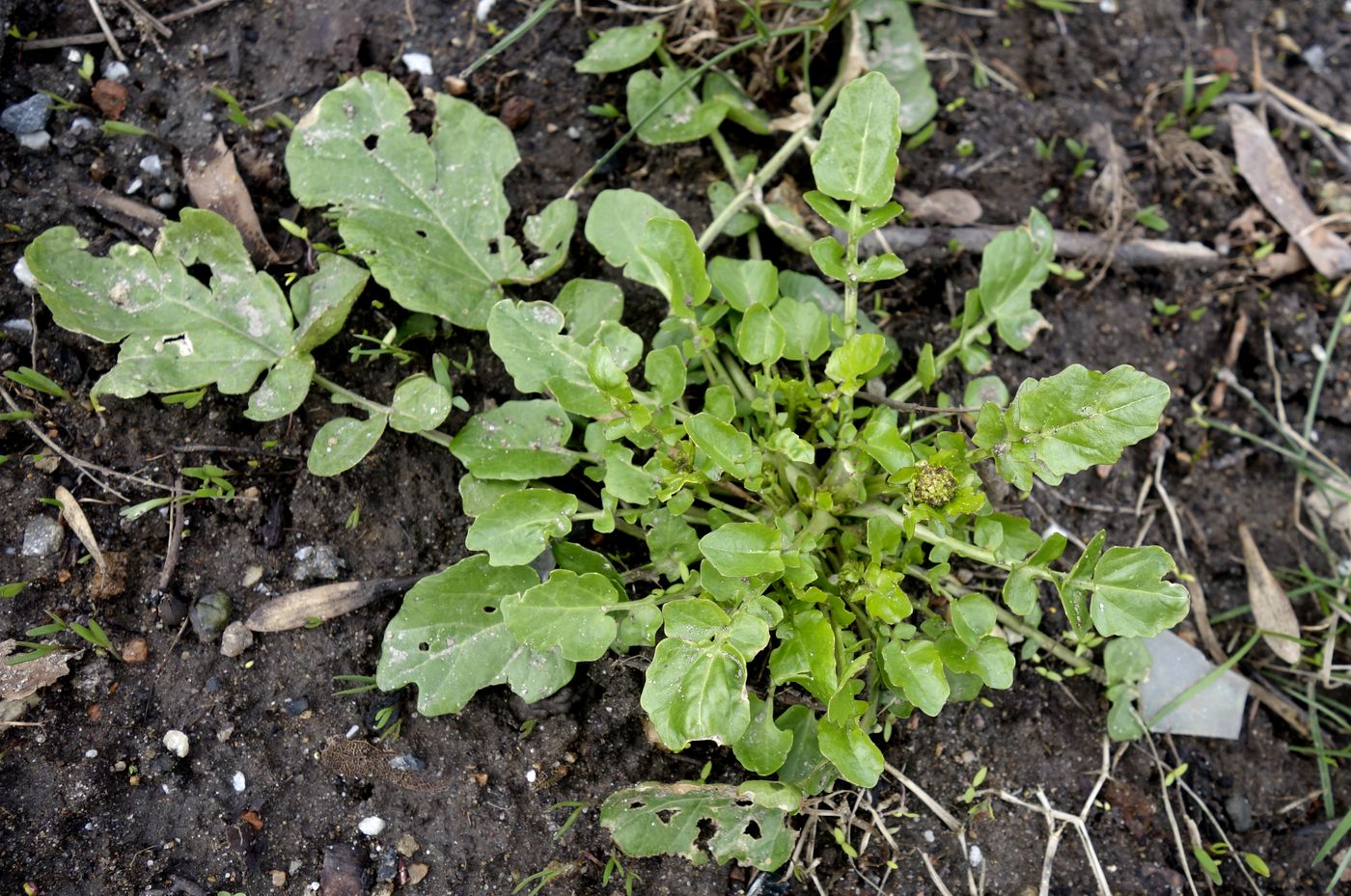 Image of Barbarea arcuata specimen.