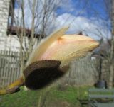 Magnolia zenii