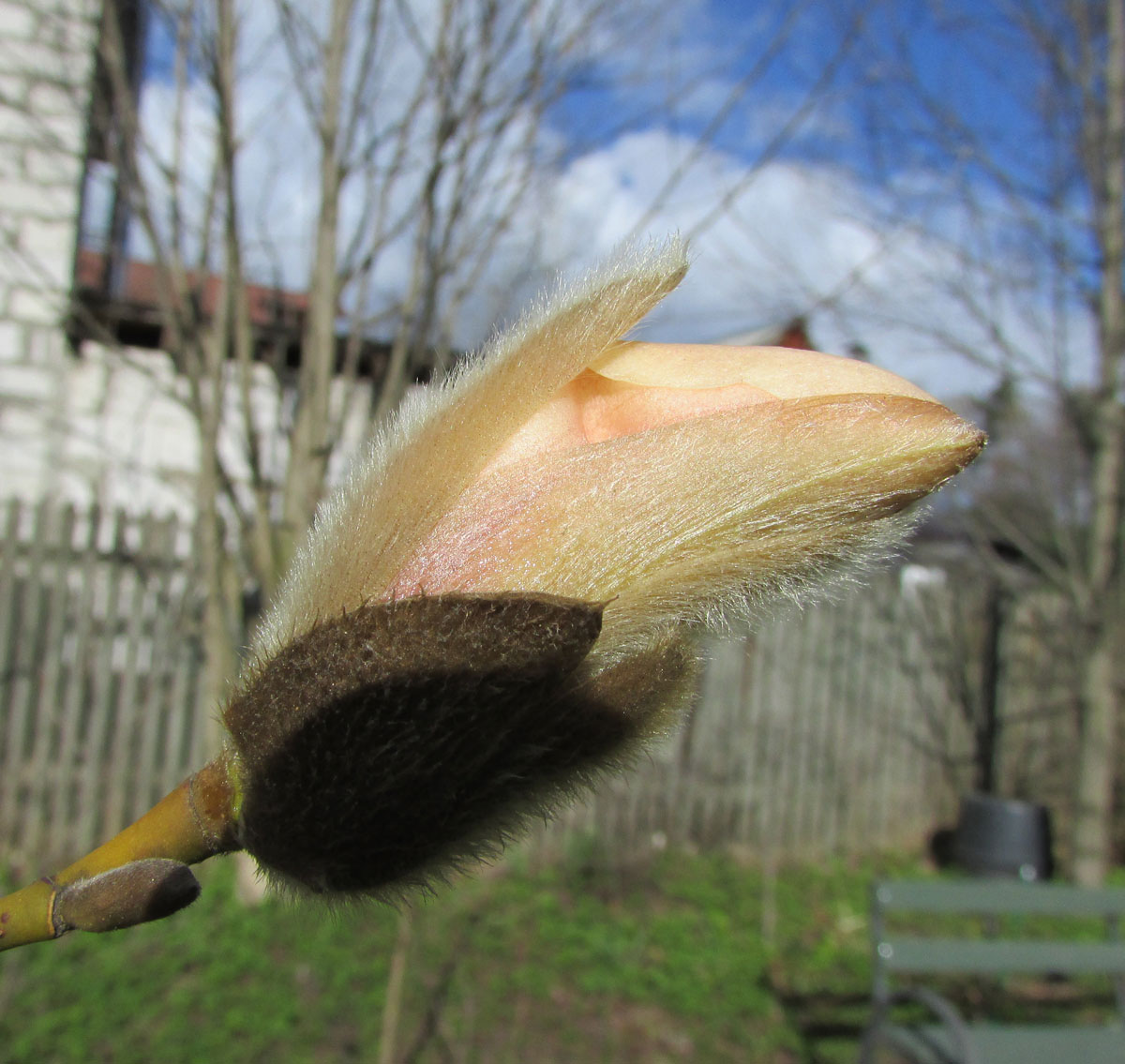 Image of Magnolia zenii specimen.