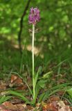 Dactylorhiza romana ssp. georgica