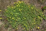 Potentilla incana