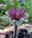 род Erigeron