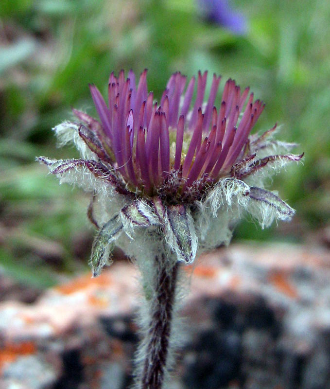 Image of genus Erigeron specimen.