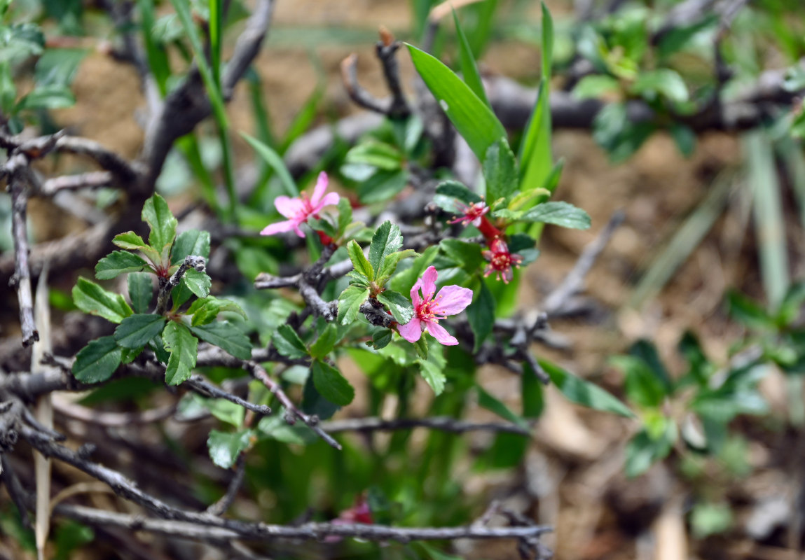 Изображение особи Cerasus incana.