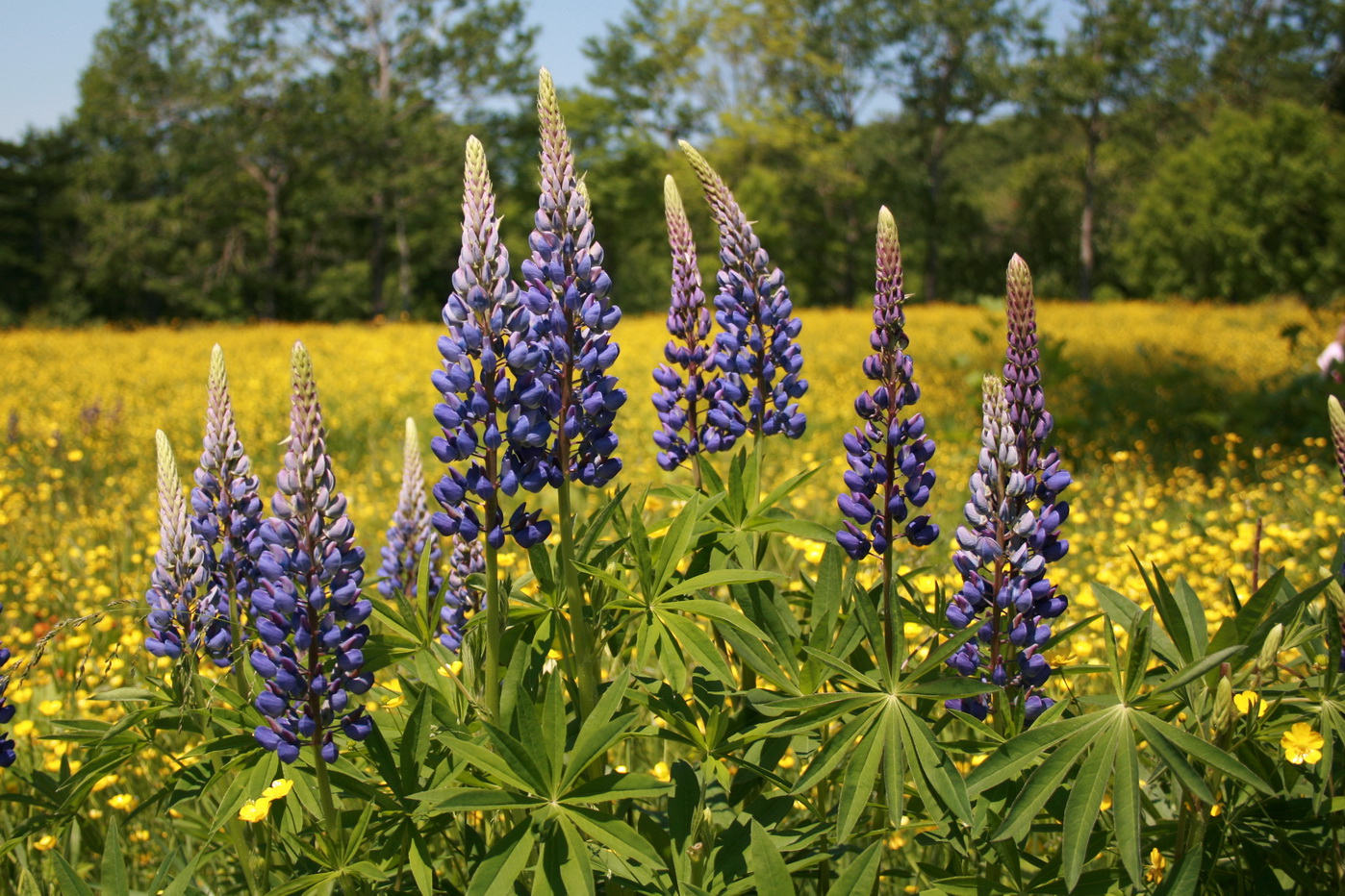 Изображение особи Lupinus &times; regalis.