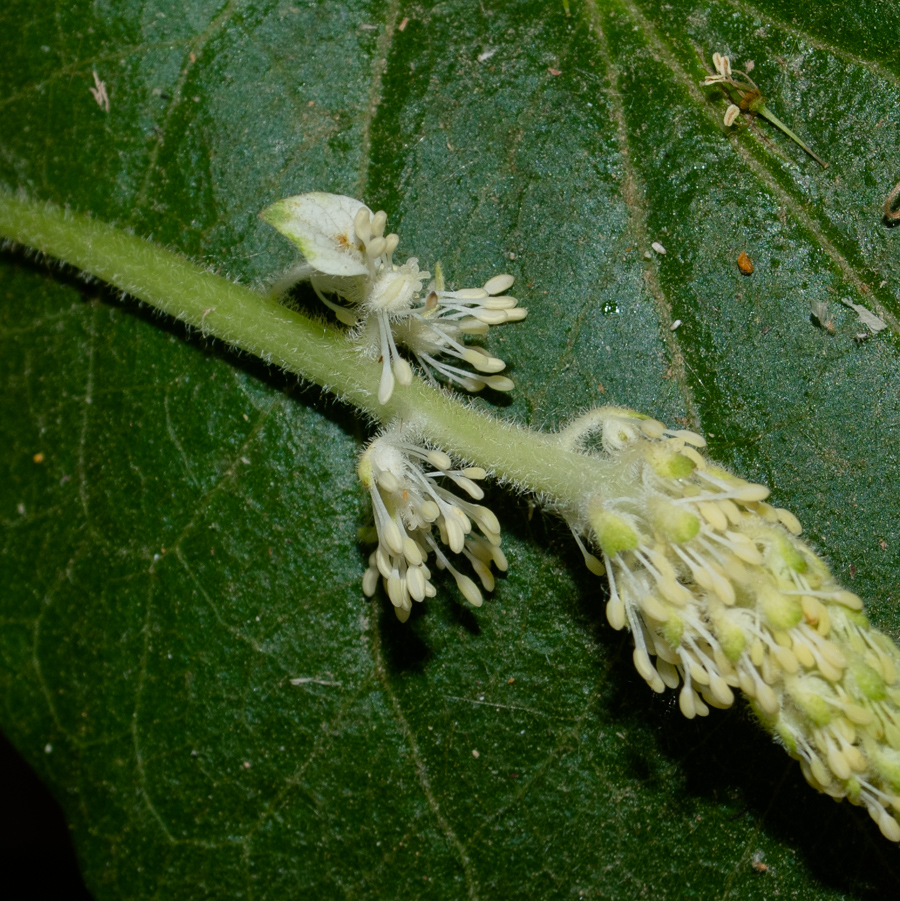 Image of Saururus cernuus specimen.