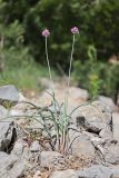 Allium nathaliae. Цветущие растения. Крым, окр. Ялты, ущ. Уч-Кош. 06.07.2022.