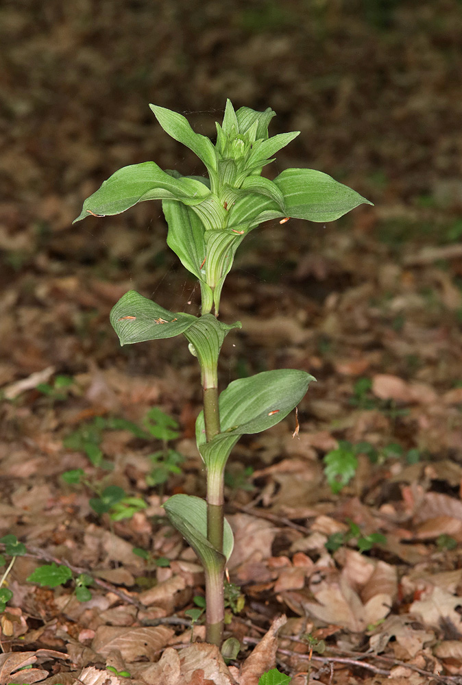 Image of Epipactis helleborine specimen.