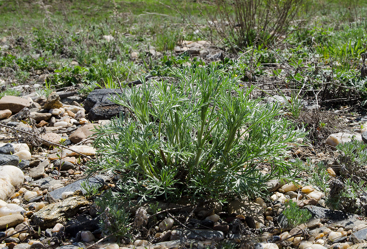 Image of genus Artemisia specimen.