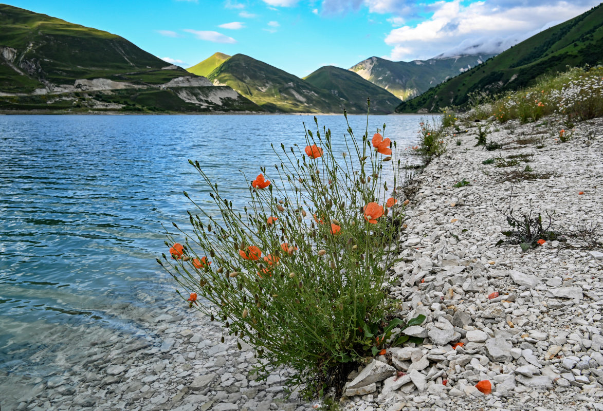 Изображение особи Papaver fugax.