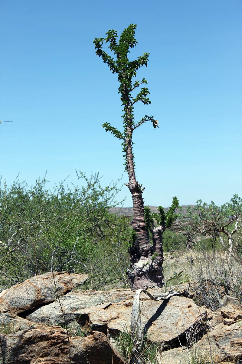 Изображение особи Pachypodium lealii.