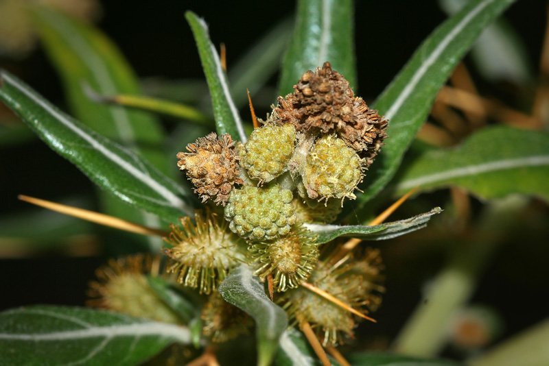 Image of Xanthium spinosum specimen.