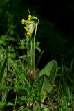 Primula veris