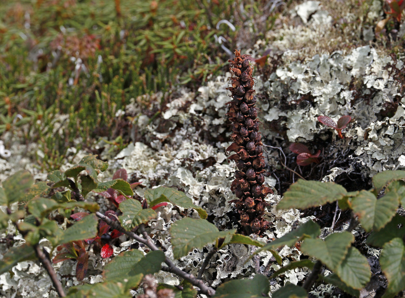 Image of Boschniakia rossica specimen.