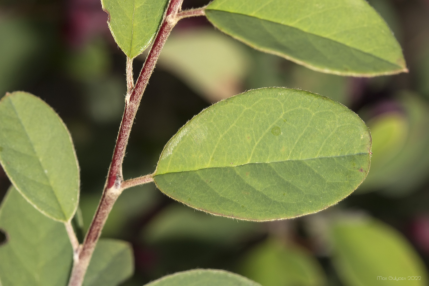 Image of genus Cotoneaster specimen.