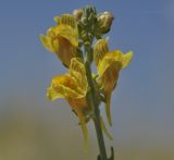 Linaria sabulosa. Цветки. Крым, Черноморский р-н, окр. с. Знаменское, окр. городища Беляус, песчаный пляж. 06.08.2022.