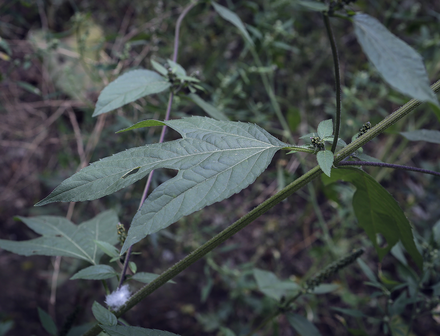 Изображение особи Ambrosia trifida.