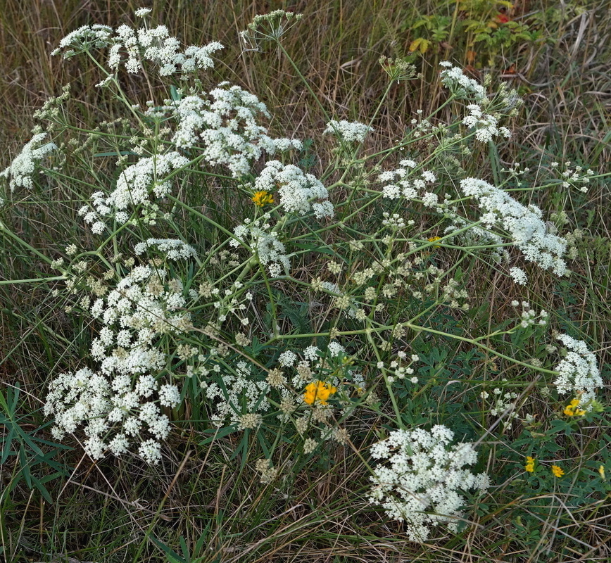 Image of genus Seseli specimen.