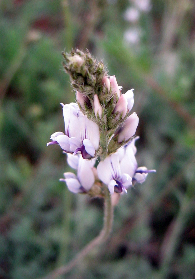 Image of Oxytropis merkensis specimen.