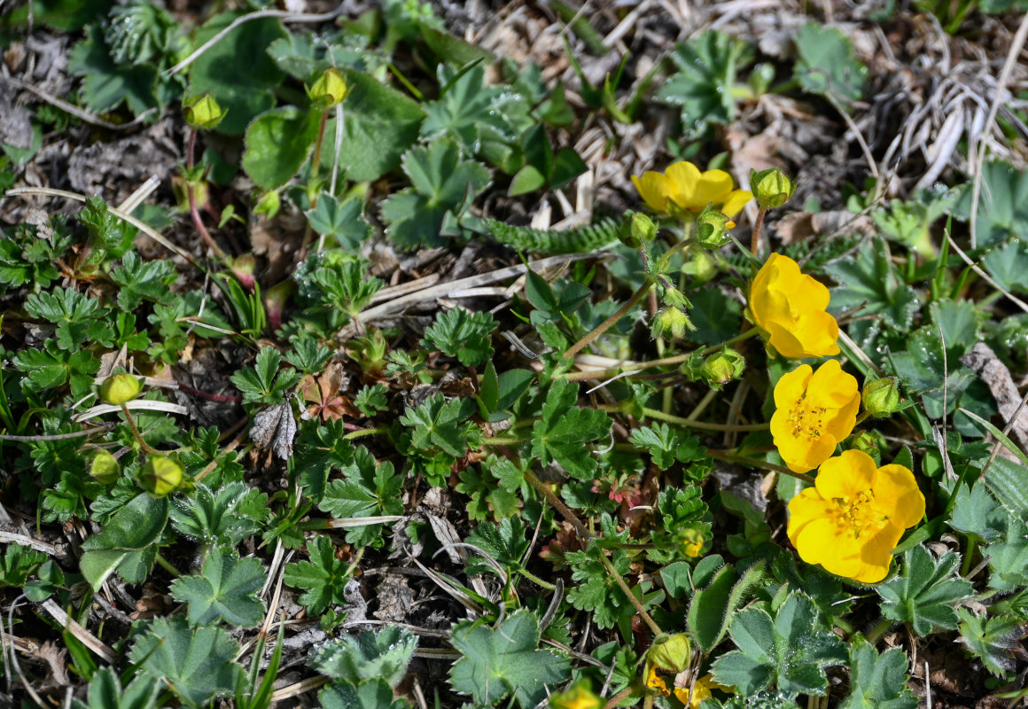 Изображение особи род Potentilla.