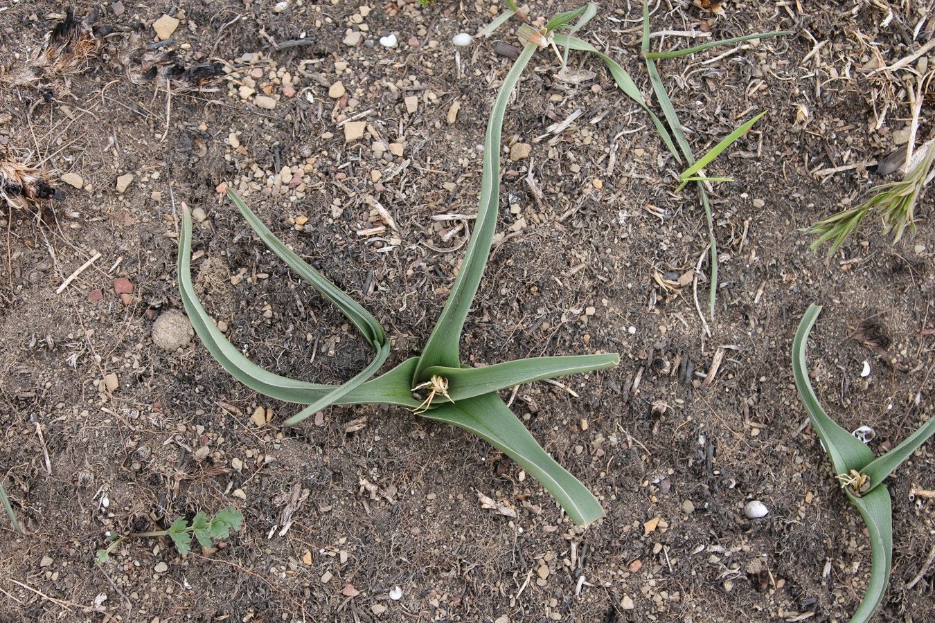 Image of Merendera trigyna specimen.