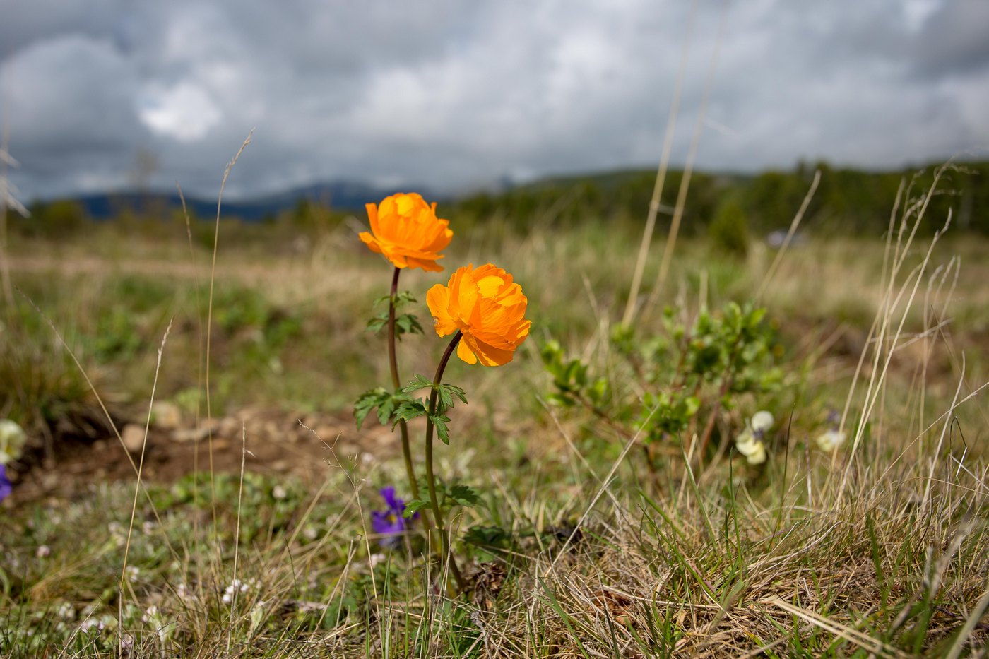 Изображение особи род Trollius.