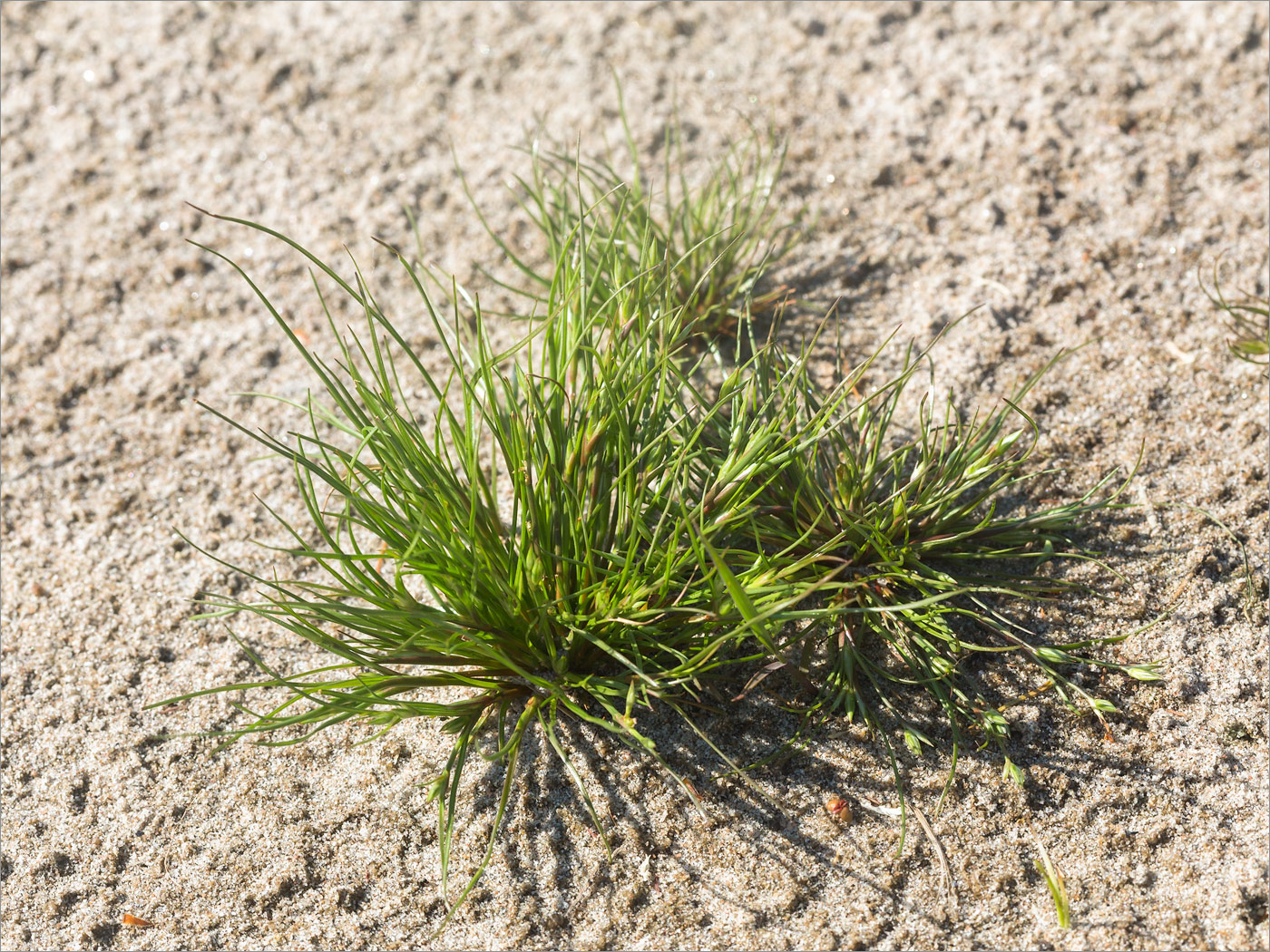 Image of Juncus nastanthus specimen.