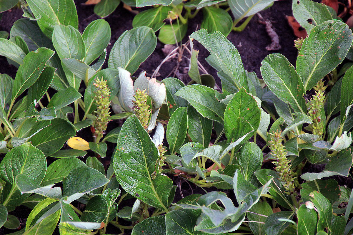 Image of genus Salix specimen.