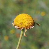 Anthemis tinctoria