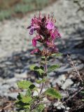 Teucrium chamaedrys. Верхняя часть цветущего растения. Краснодарский край, окр. г. Сочи, подъём к Орлиным скалам, опушка леса, обочина дороги, выход скальных пород. 09.09.2022.