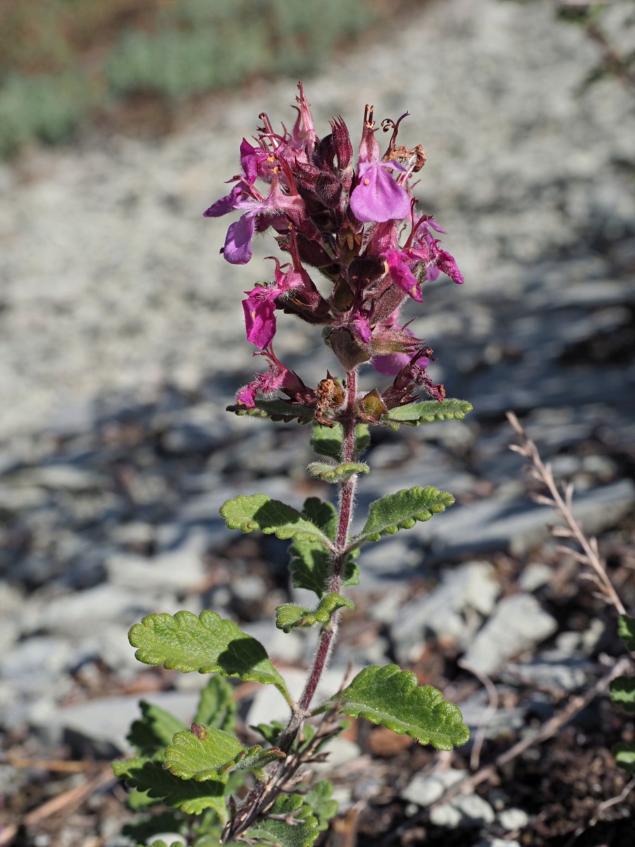 Image of Teucrium chamaedrys specimen.