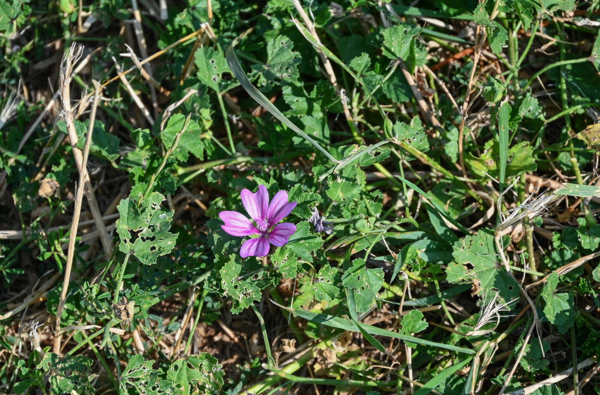 Image of Malva sylvestris specimen.