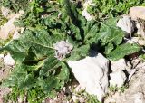 Mandragora autumnalis. Отцветающее растение на каменистом склоне холма. Турция, пров. Мугла, р-н Сейдикемер, развалины древнего ликийского г. Тлос. 03.01.2023.