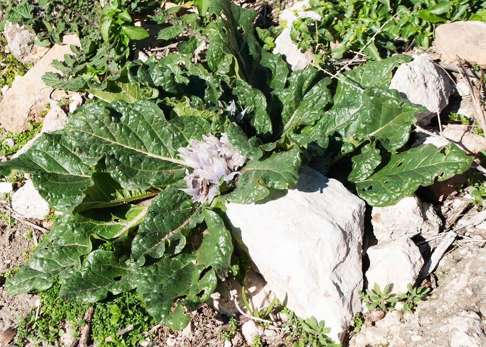 Image of Mandragora autumnalis specimen.