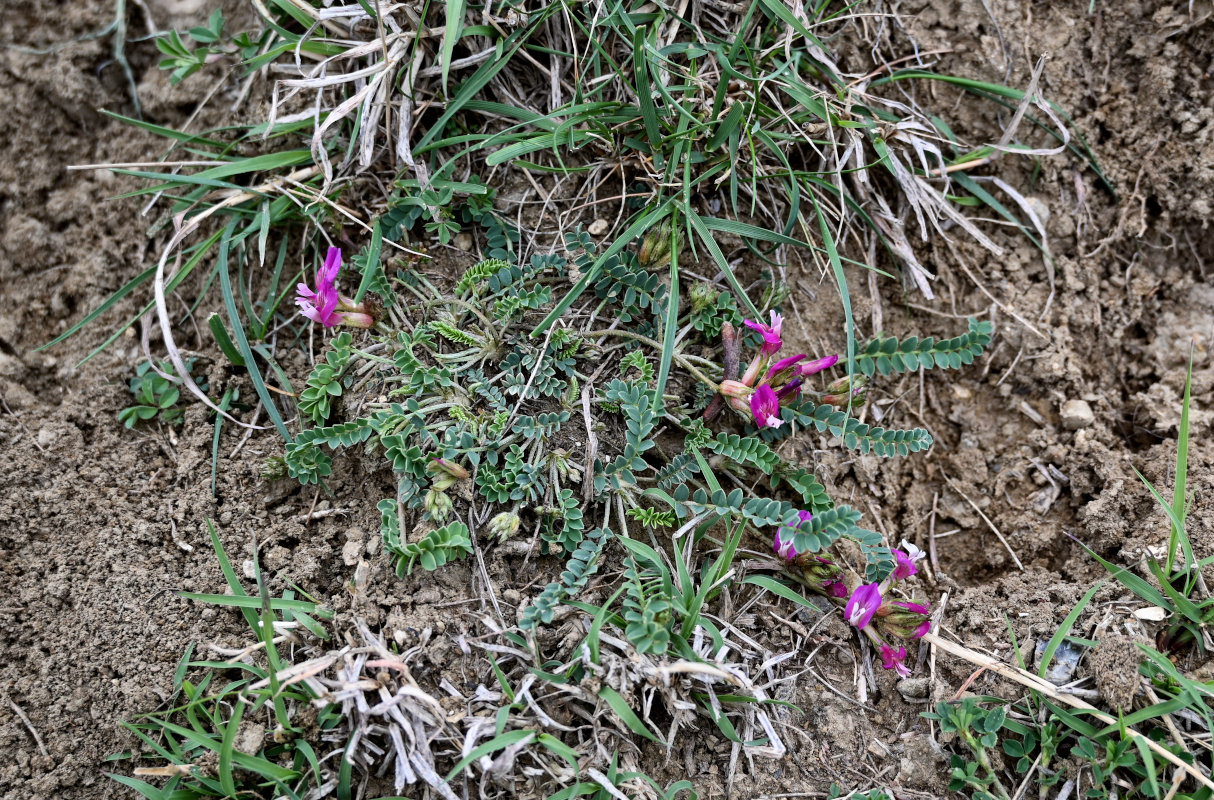 Image of Astragalus buschiorum specimen.
