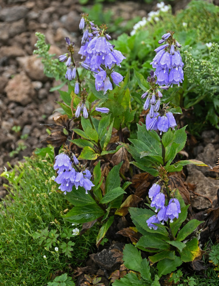 Изображение особи Adenophora triphylla.