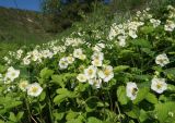 Fragaria viridis