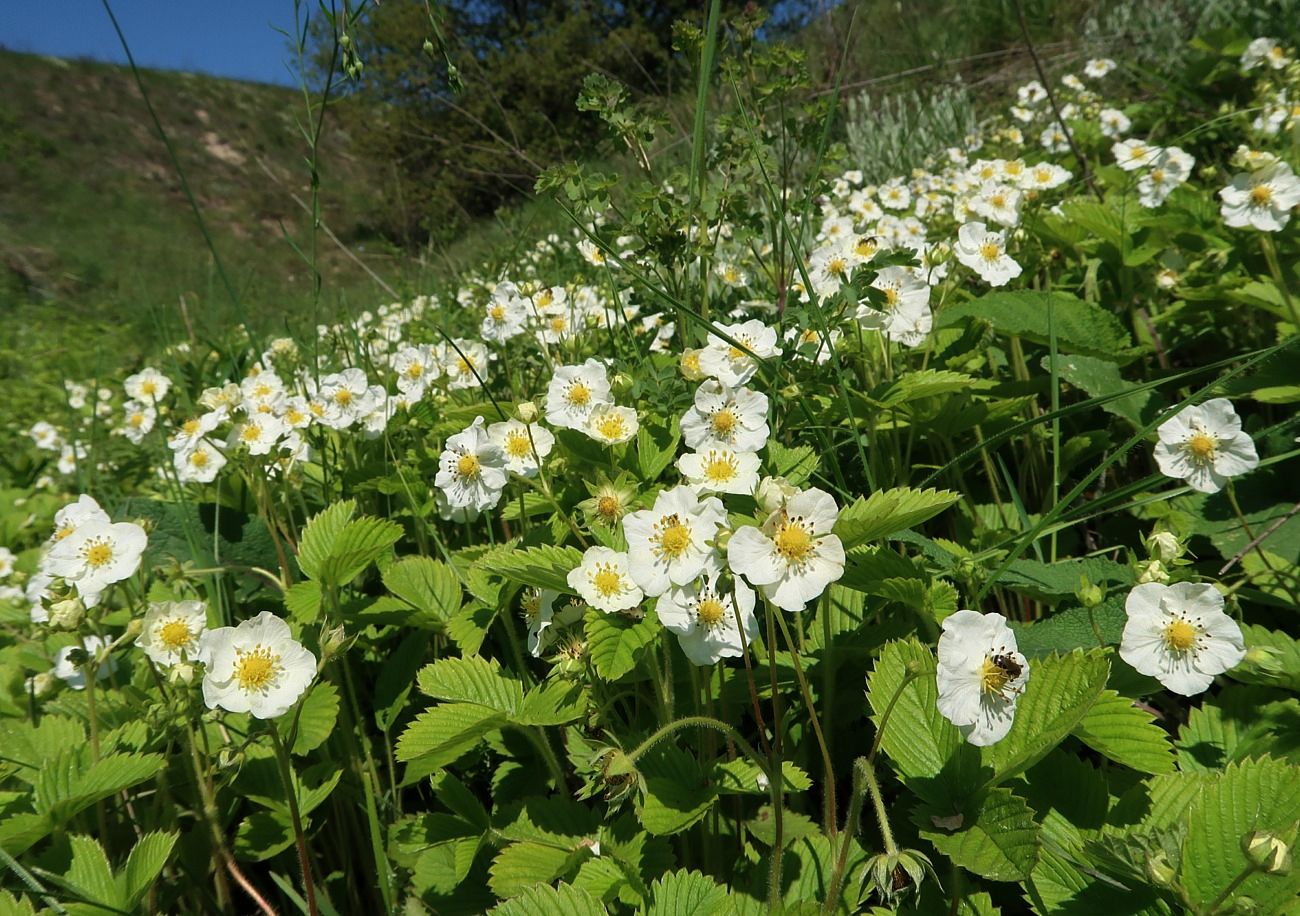 Изображение особи Fragaria viridis.
